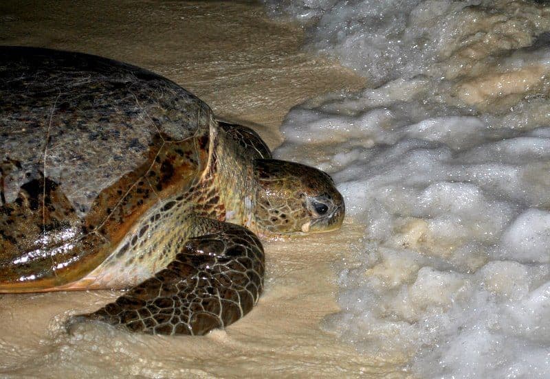 9 Islands for Corporate Retreats: Perhentian Islands Turtle Laying Egg