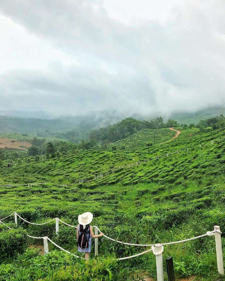 (Sabah) 3 Day 2 Night Kundasang Itinerary: Sabah Tea Farm