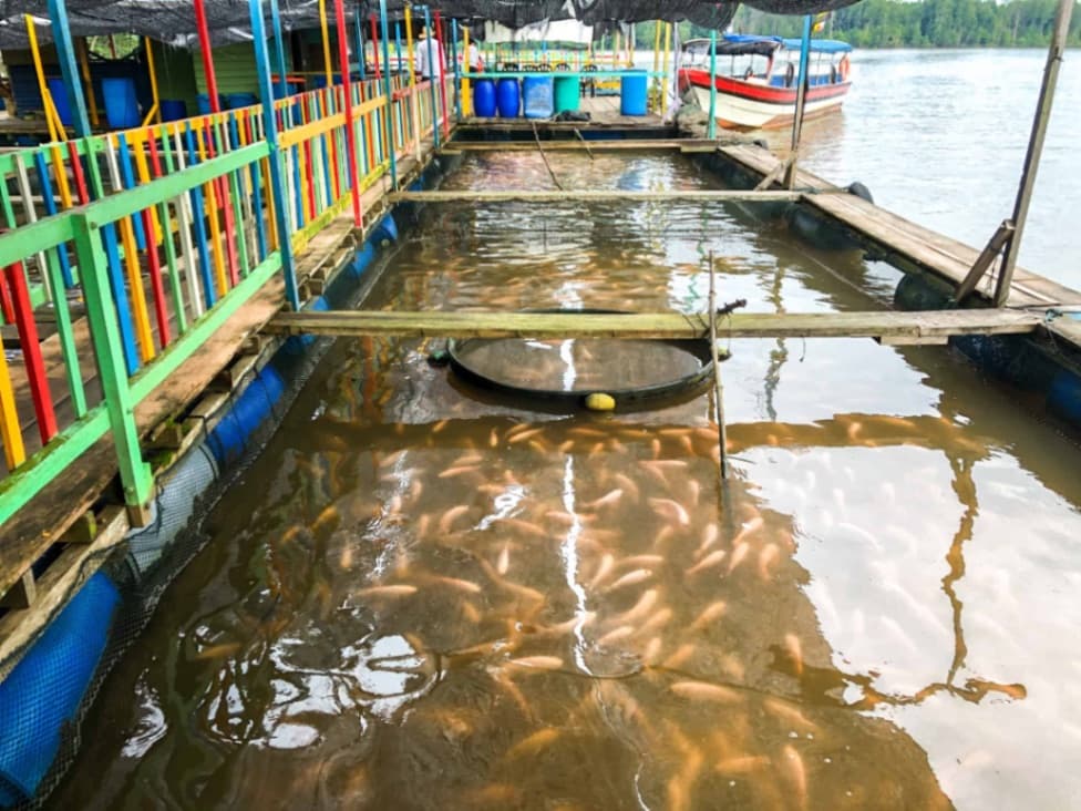 Visitors can feed the fish!