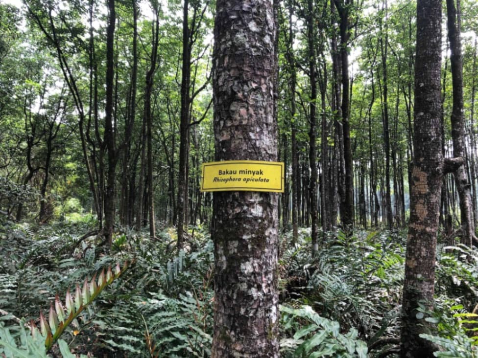 Matang Mangrove Forest Eco-Education Center