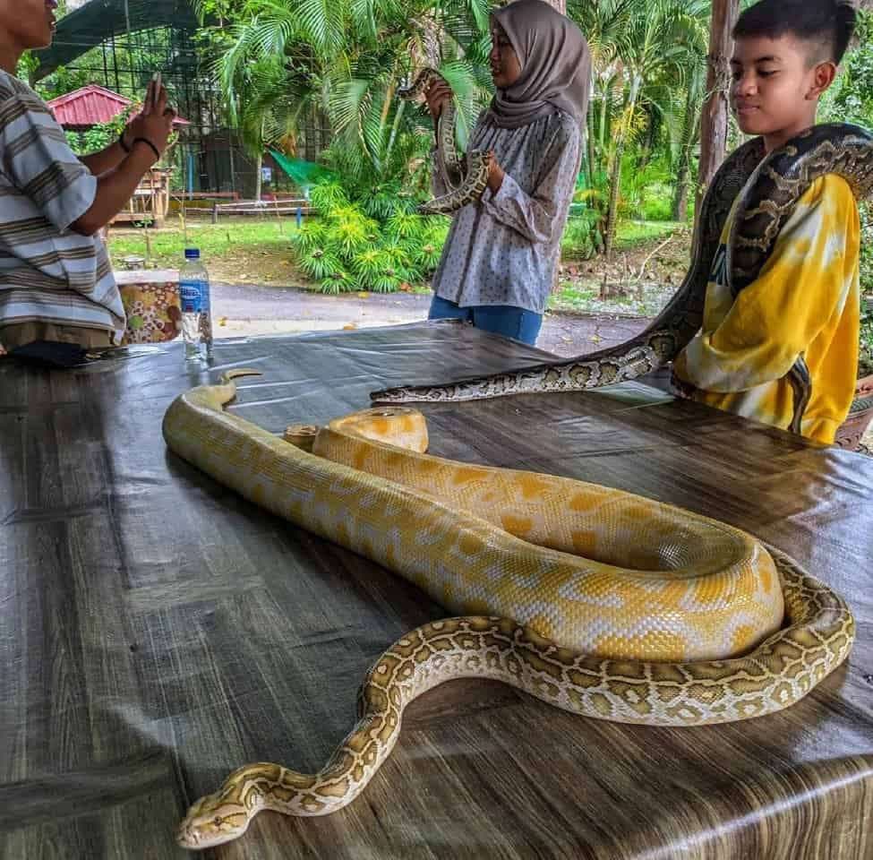 (3D2N) Unlock the Secrets of Perlis: Perlis Snake Park