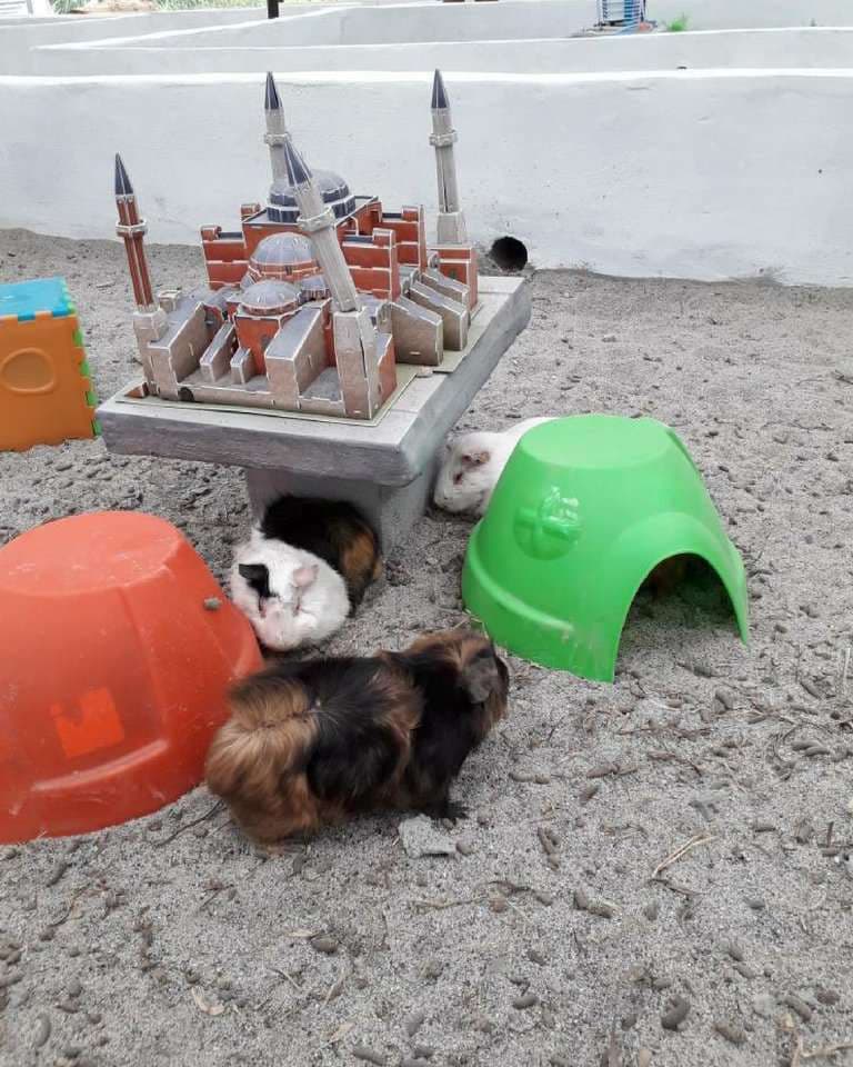 (Sabah) 3 Day 2 Night Kundasang Itinerary: Hamster World