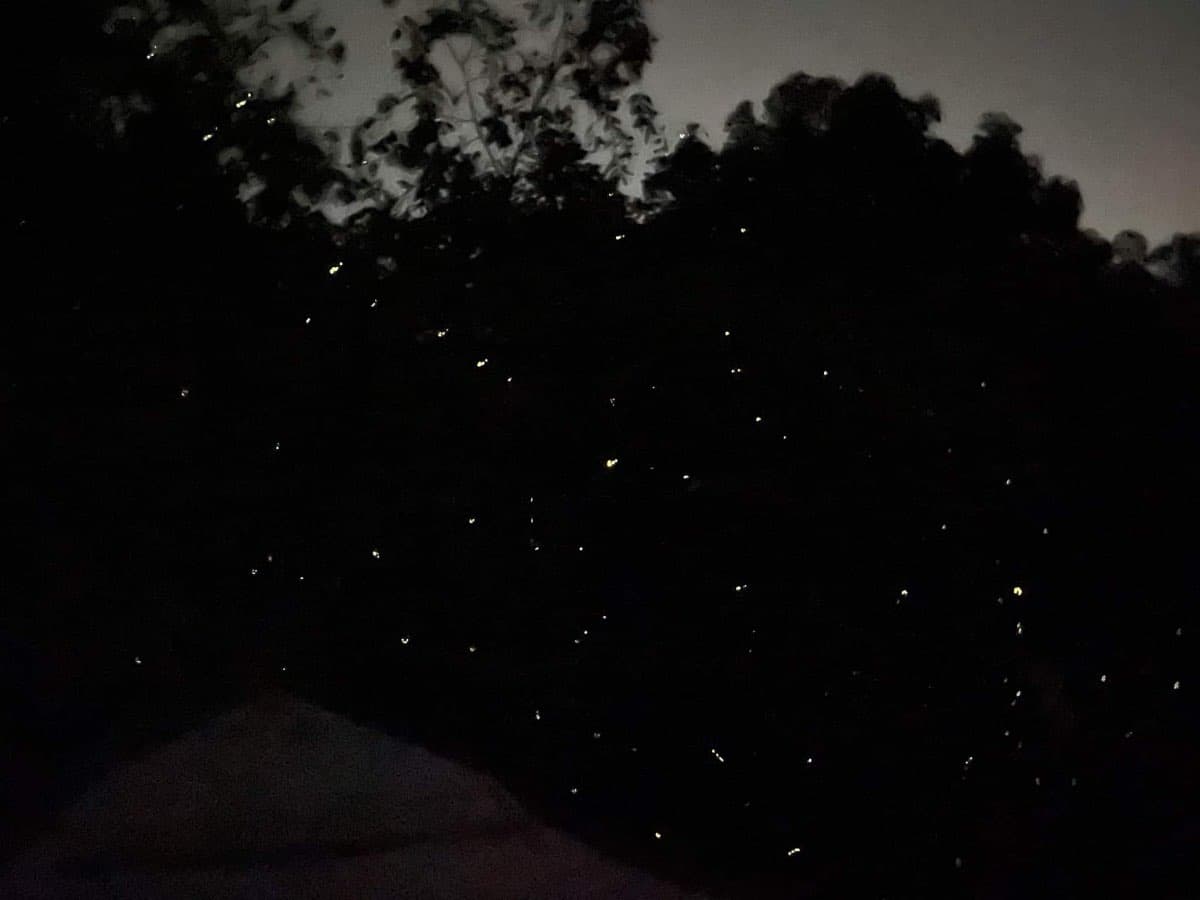 What our camera saw...