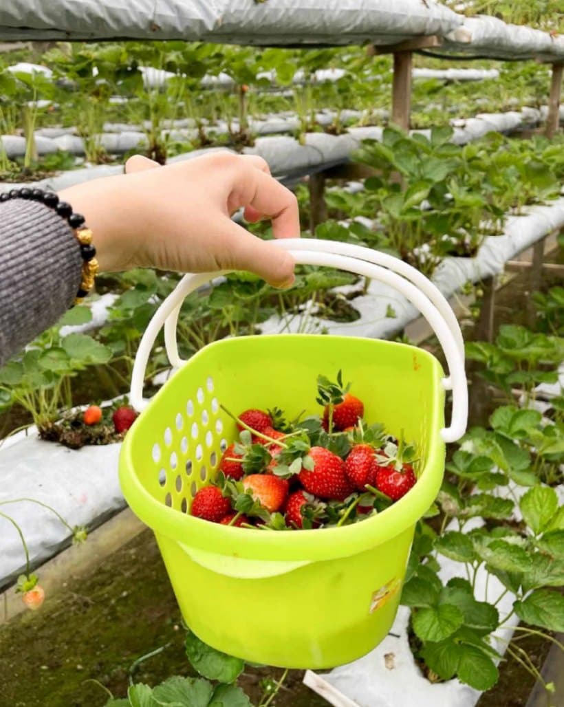 Genting Highlands: Genting Strawberry Leisure Farm