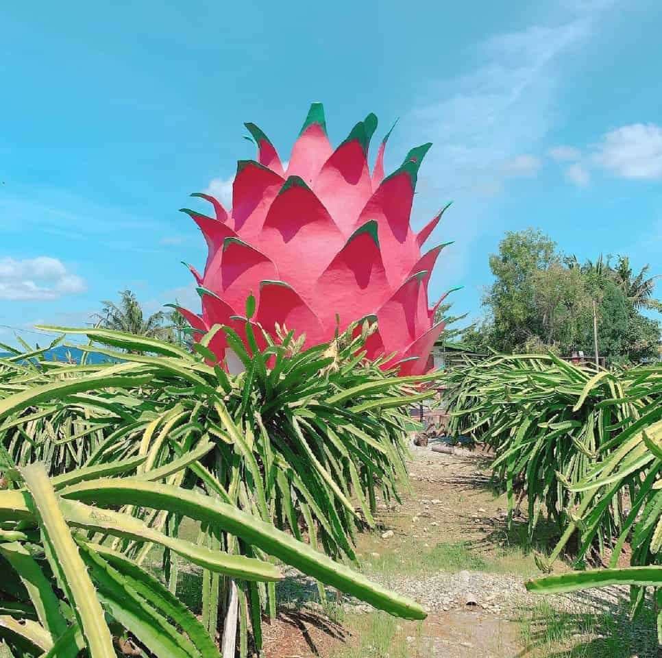 (Farm-to-Table) Enjoy Fresh Local Fruits and Vegetables At These 11 Farm Tours in Malaysia: HL Dragon Fruit Eco Farm