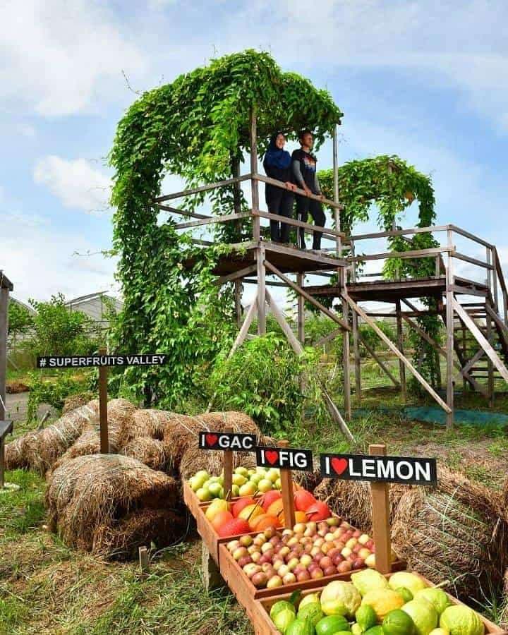 (3D2N) Unlock the Secrets of Perlis: Superfruits Valley
