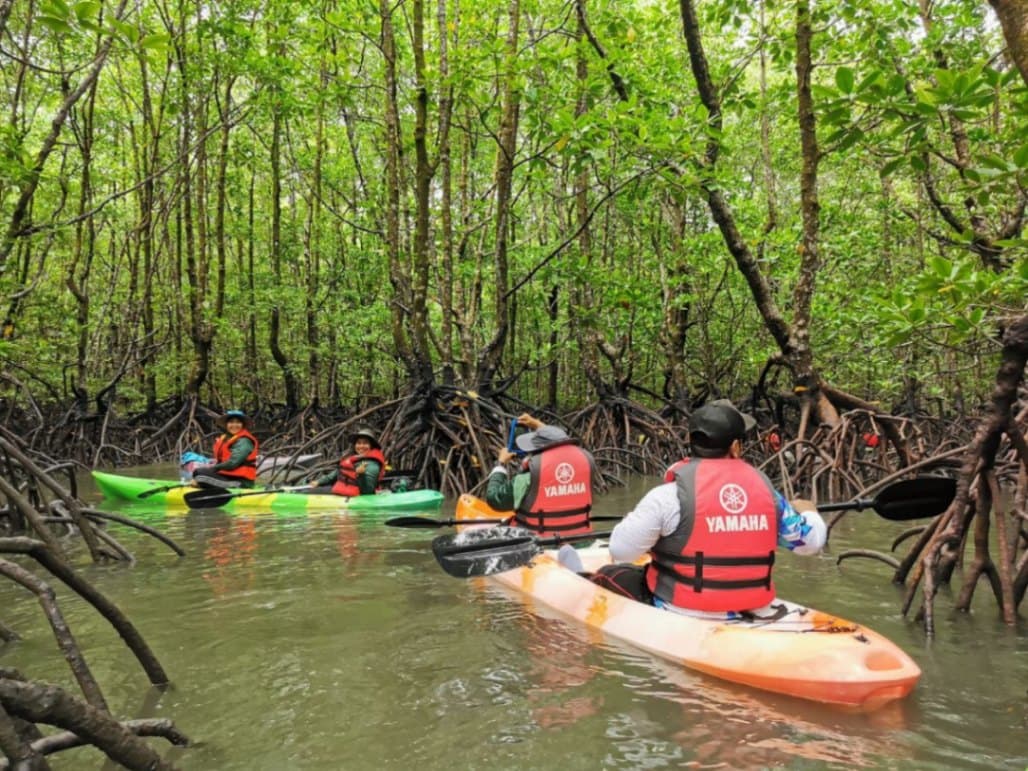 10 Nature-Inspired Activities in Malaysia for Stronger Connections: Langkawi Mangrove Tour & Kayak