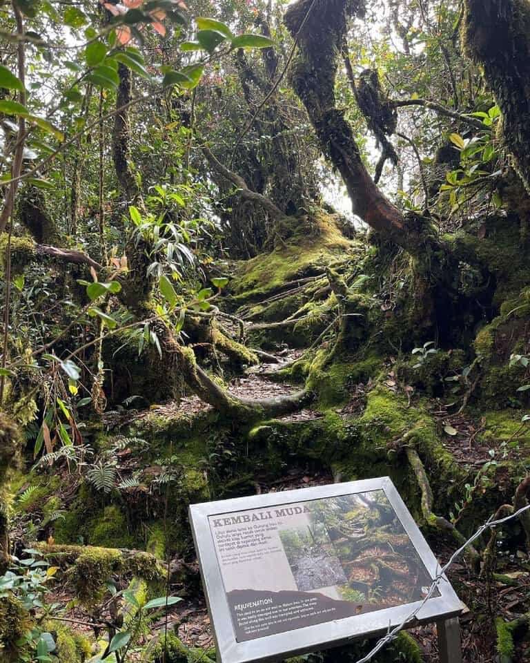(Weekend Trip) 2D1N Cameron Highlands Itinerary - Mossy Forest