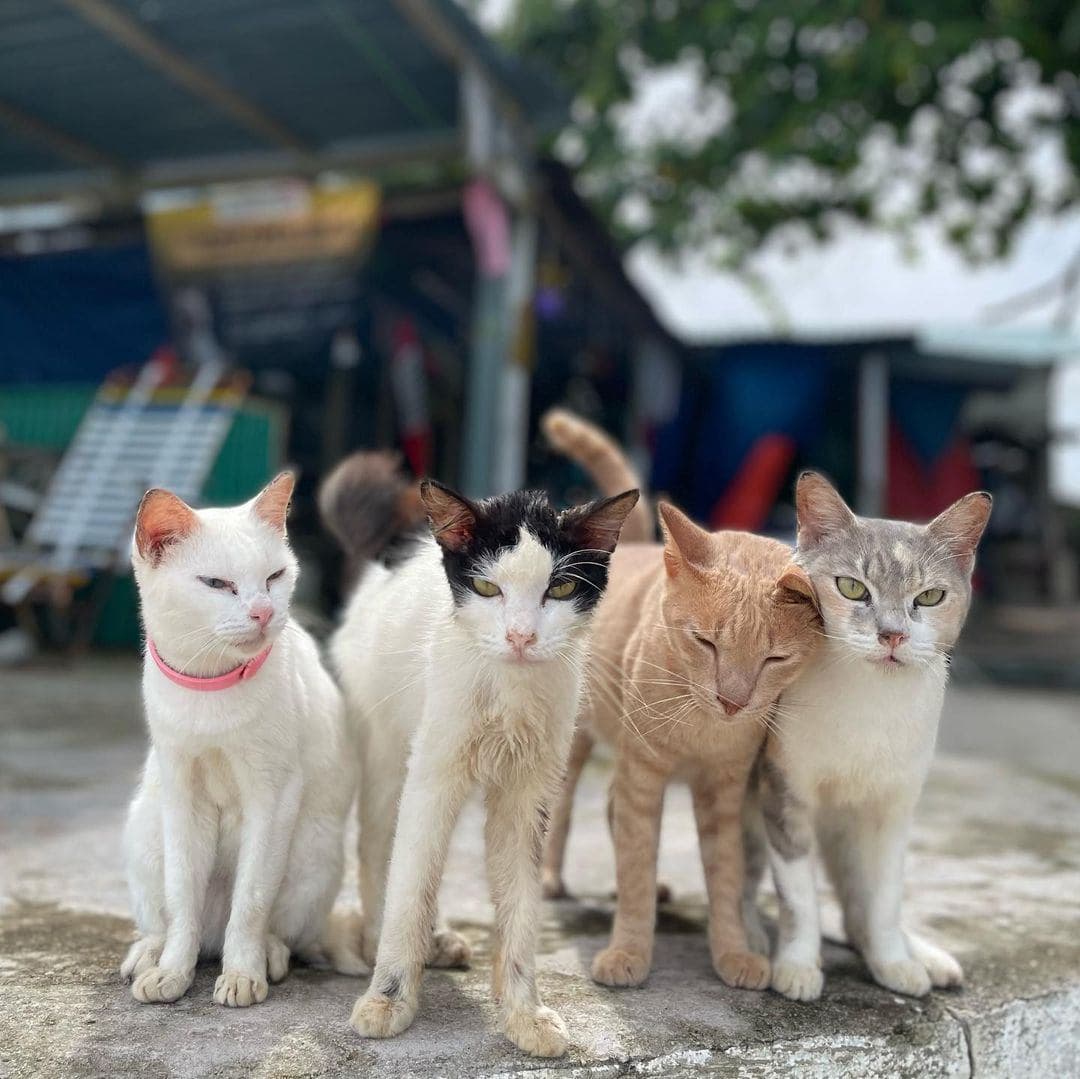 5 Most Impactful CSR Activities To Supercharge Your Corporate Retreat - Cat Beach Sanctuary