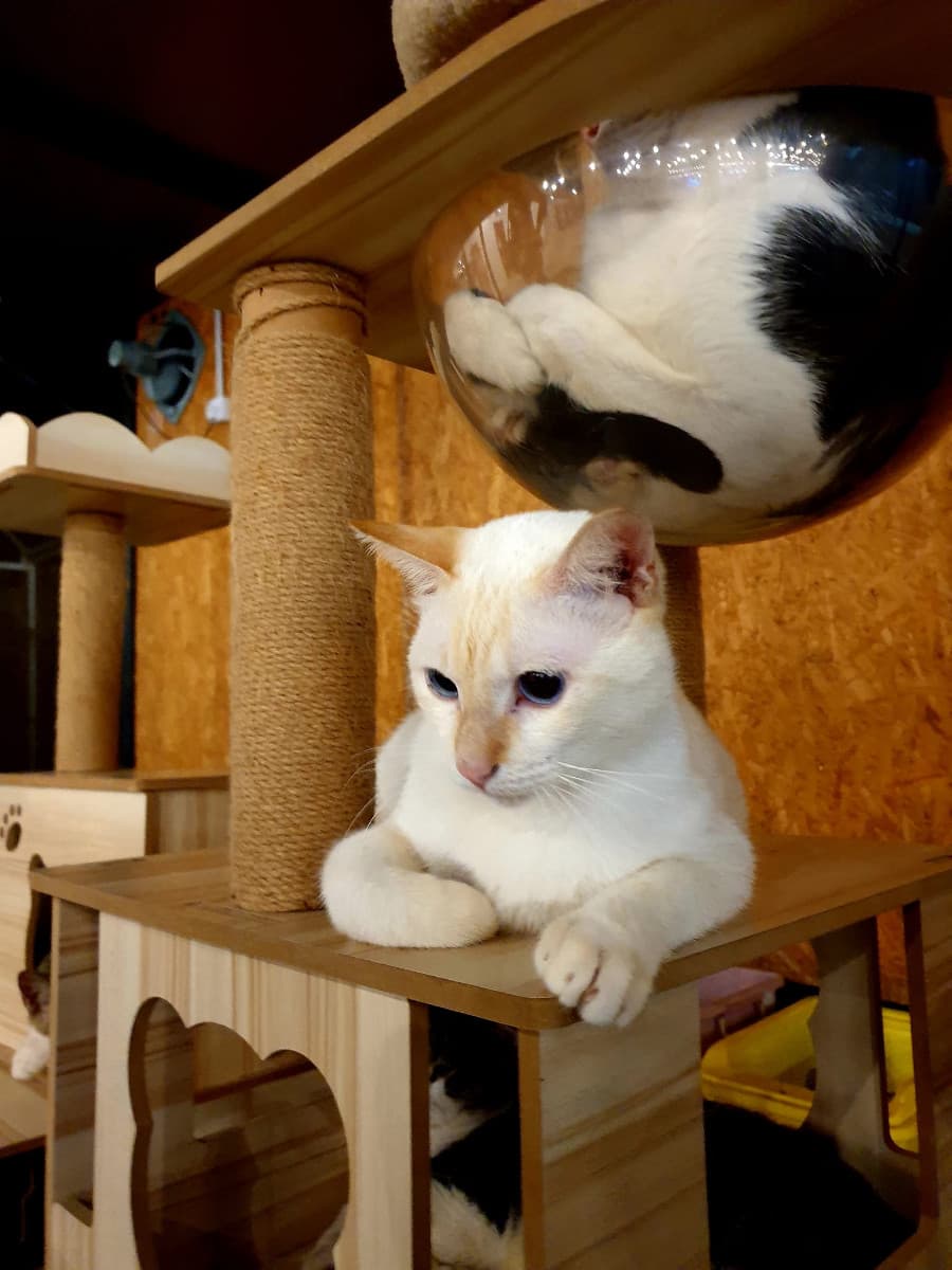 (Ipoh) The Best 2 Days 1 Night Team Building Itinerary for Nature Lovers: Meow Garden Ipoh
