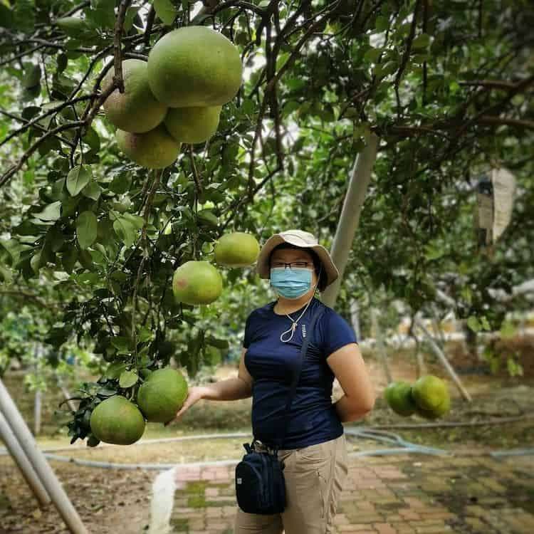 (3D2N) The Best 3 Days 2 Nights Ipoh Itinerary for Nature Lovers: Tour Around the Pomelo Farm