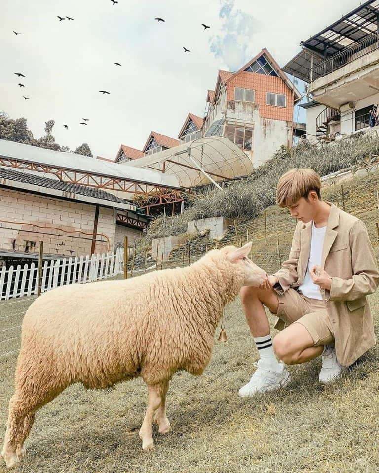 (Weekend Trip) 2D1N Cameron Highlands Itinerary - The Sheep Sanctuary