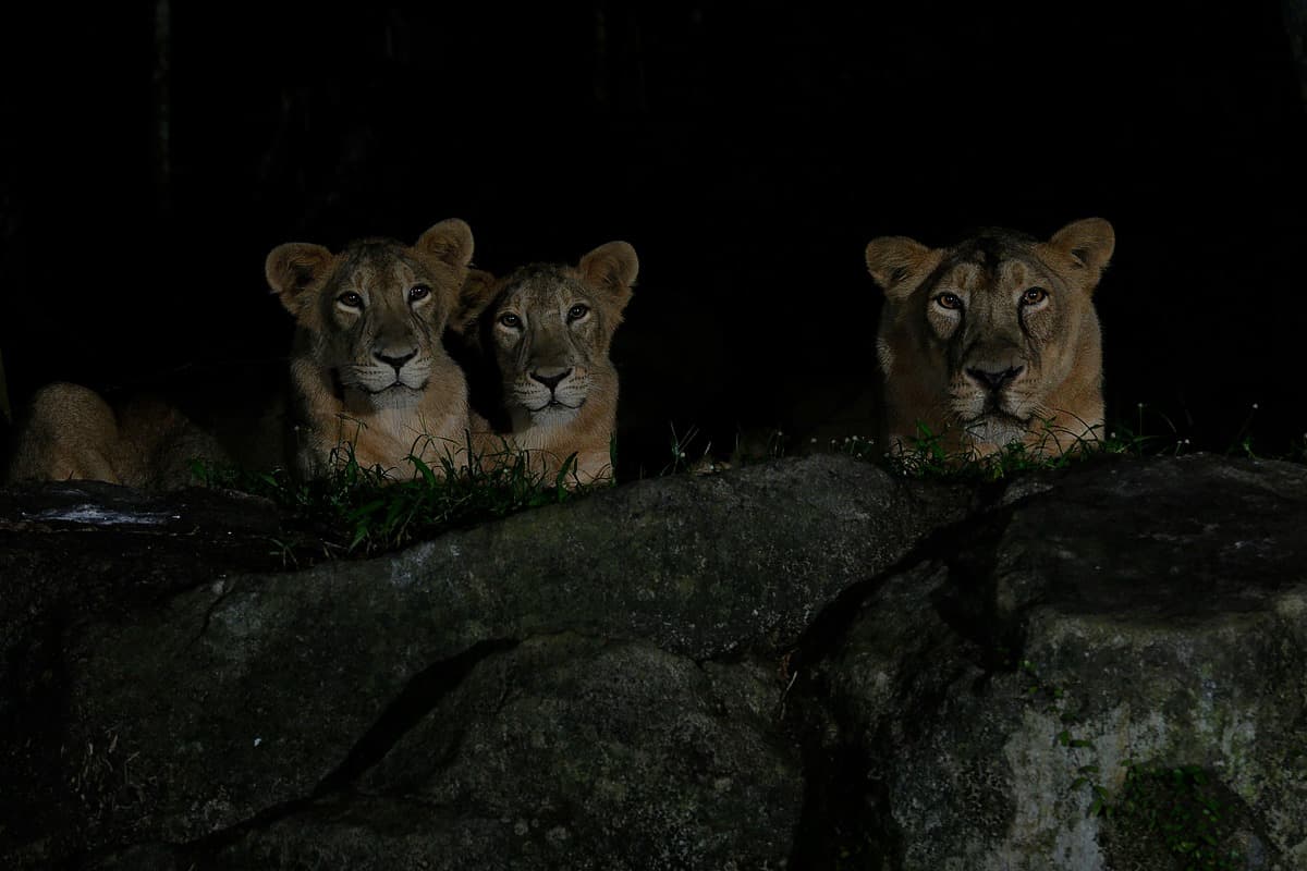 From Gardens to Skyline: A 3D2N Team Building Itinerary in Singapore - Night Safari Mandai Wildlife