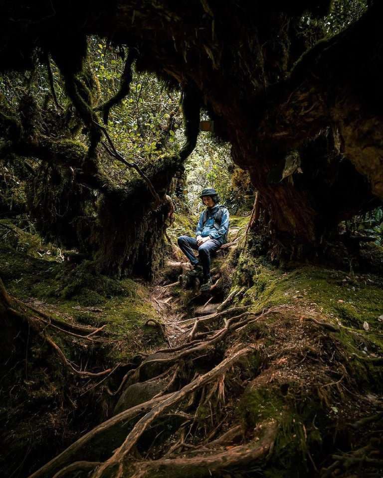 (Weekend Trip) 2D1N Cameron Highlands Itinerary - Mossy Forest