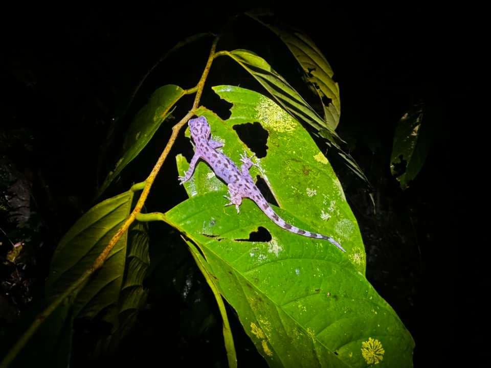 (Miri's Nature Wonder) 3D2N Corporate Retreat Itinerary in Sarawak - Mulu Night Walk