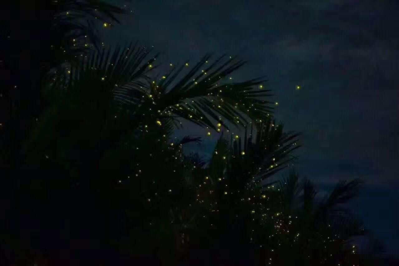 Epic 2D1N Team Building for Large Groups in Selangor: Kuala Selangor Firefly Tour