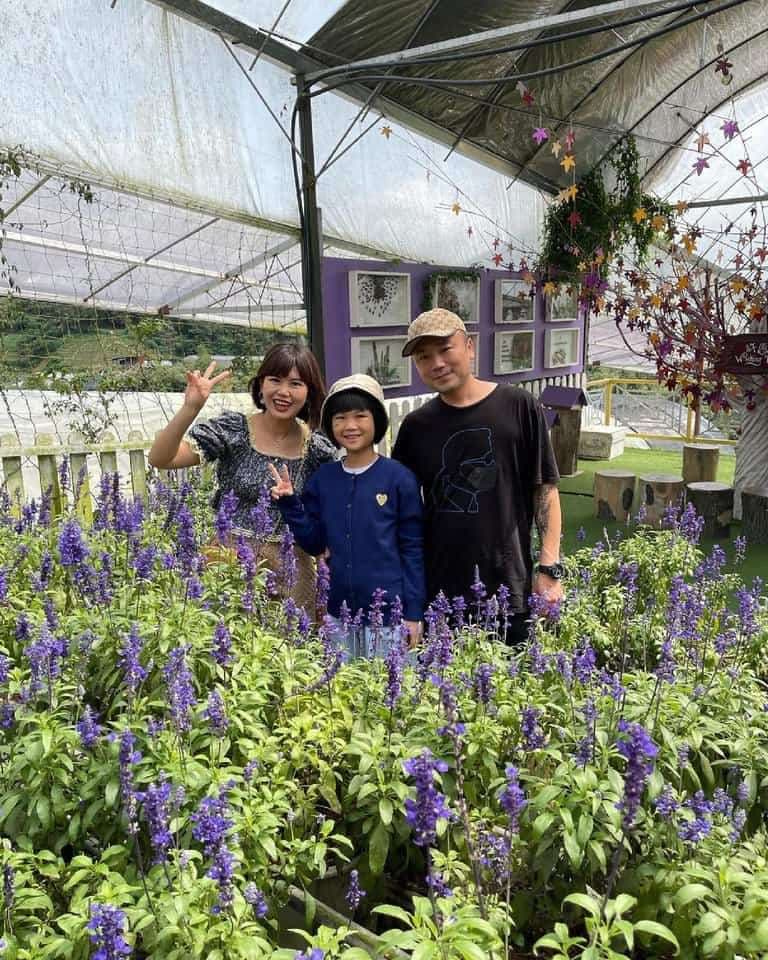 (Weekend Trip) 2D1N Cameron Highlands Itinerary - Lavender Garden