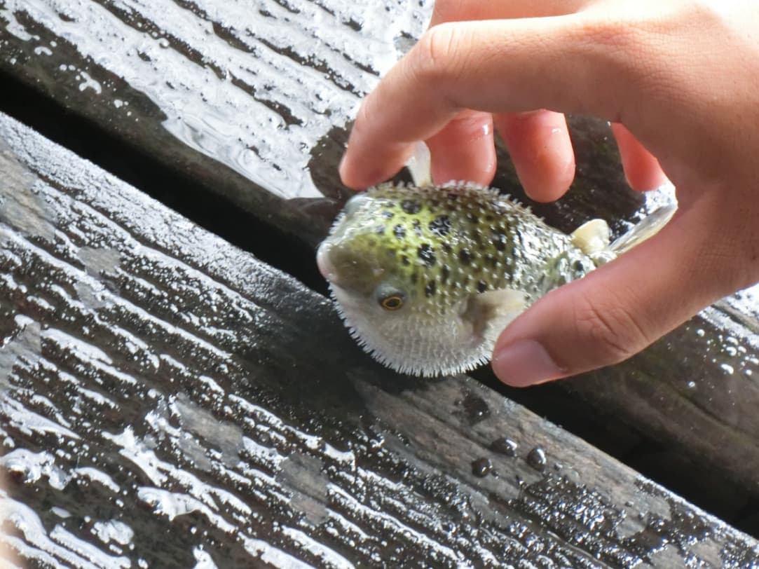 10 Nature-Inspired Activities in Malaysia for Stronger Connections: Kukup Fishing Village