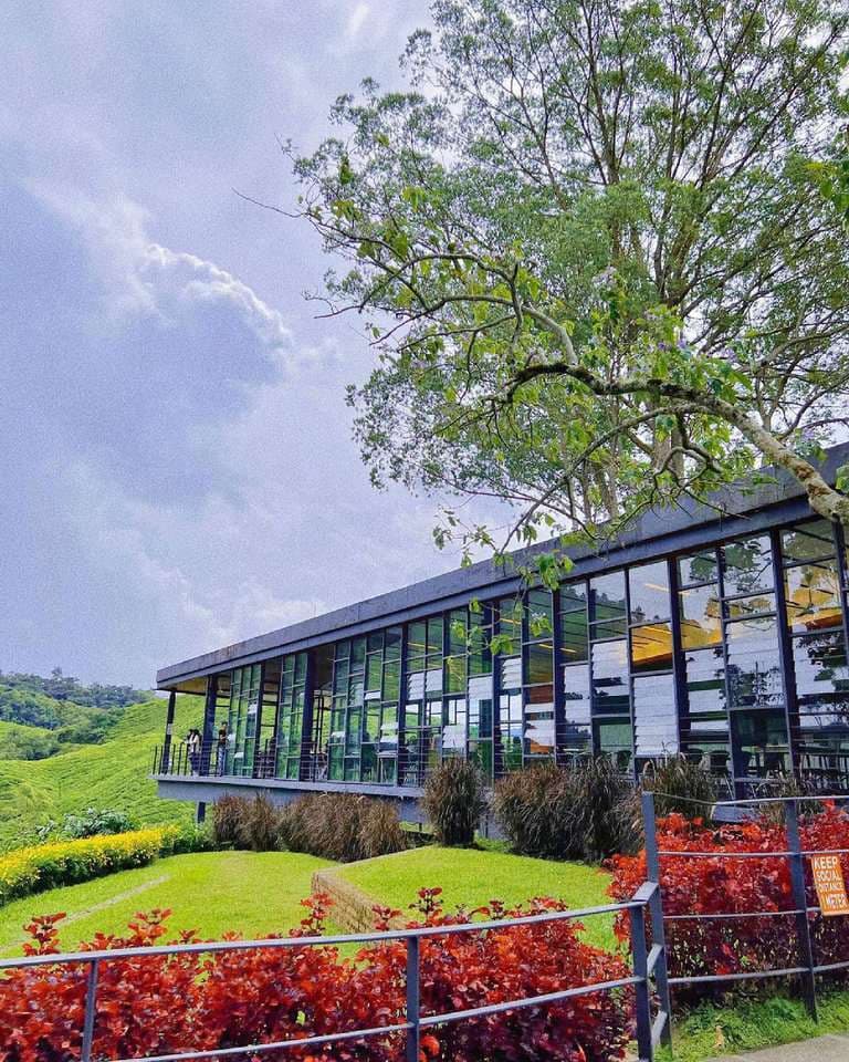 (Weekend Trip) 2D1N Cameron Highlands Itinerary - Boh Tea Centre