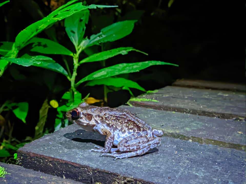 (Miri's Nature Wonder) 3D2N Corporate Retreat Itinerary in Sarawak - (Miri's Nature Wonder) 3D2N Corporate Retreat Itinerary in Sarawak - Mulu Night Walk