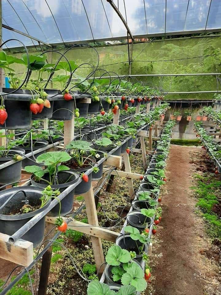 (Weekend Trip) 2D1N Cameron Highlands Itinerary - Royal Berry Strawberry Park & Cafe