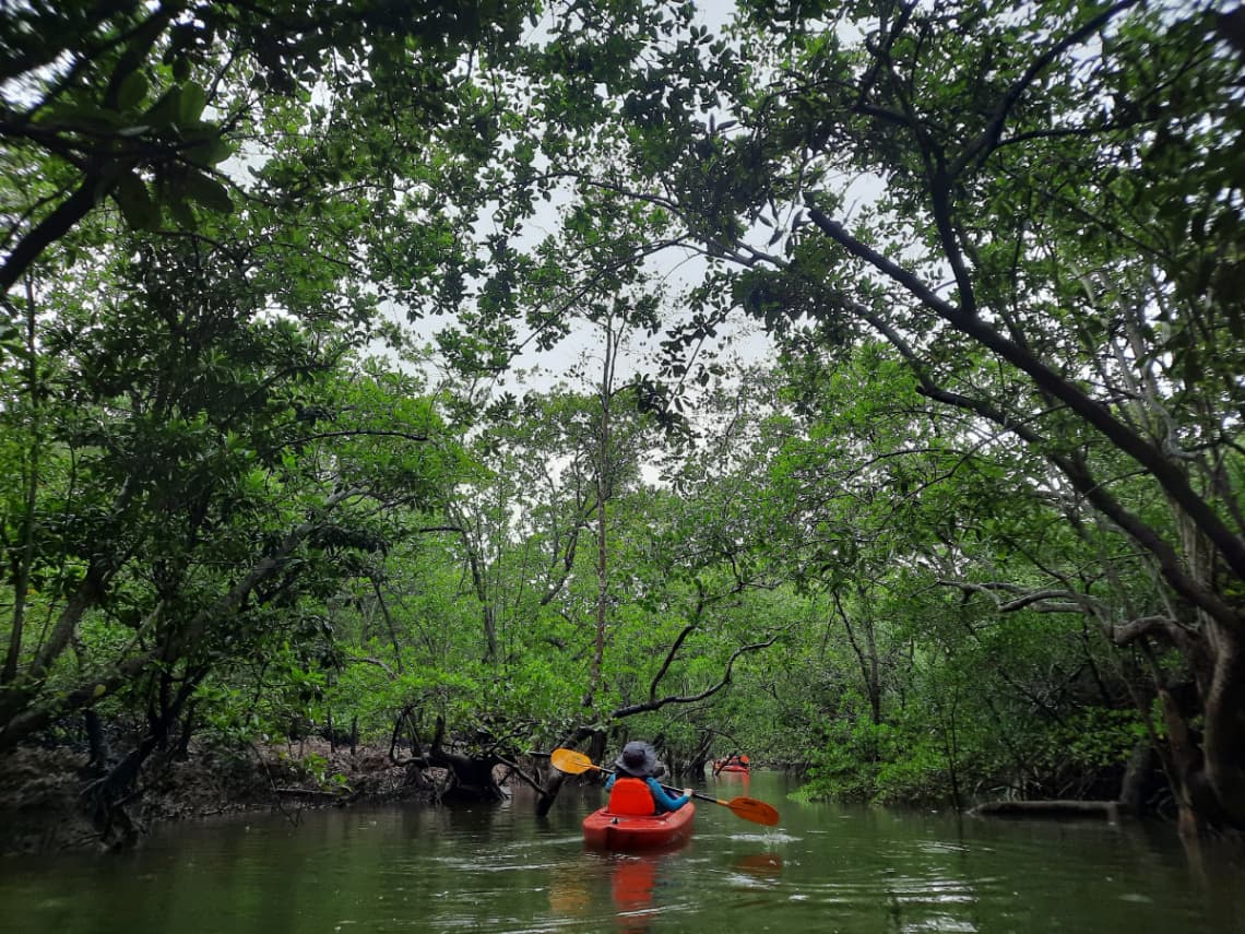 Synergy in Selangor: 19 Unforgettable Team-Building Activities - Synergy in Selangor: 19 Unforgettable Team-Building Activities - Outdoorgate Sepang Mangrove River Kayaking