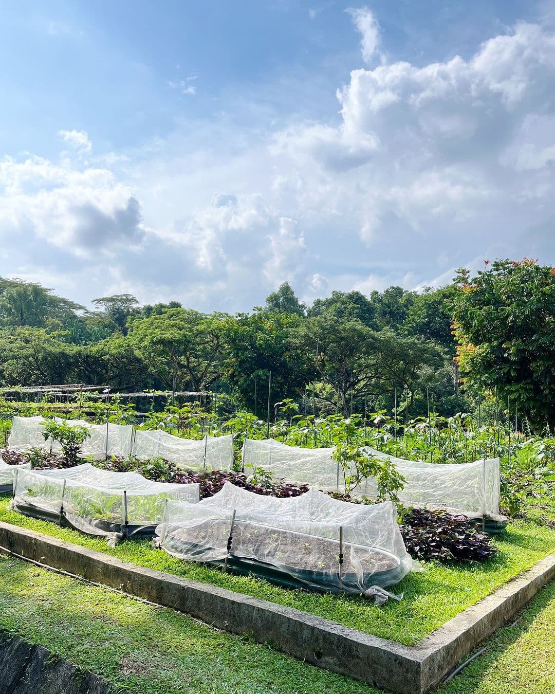 From Gardens to Skyline: A 3D2N Team Building Itinerary in Singapore - Open Farm Community