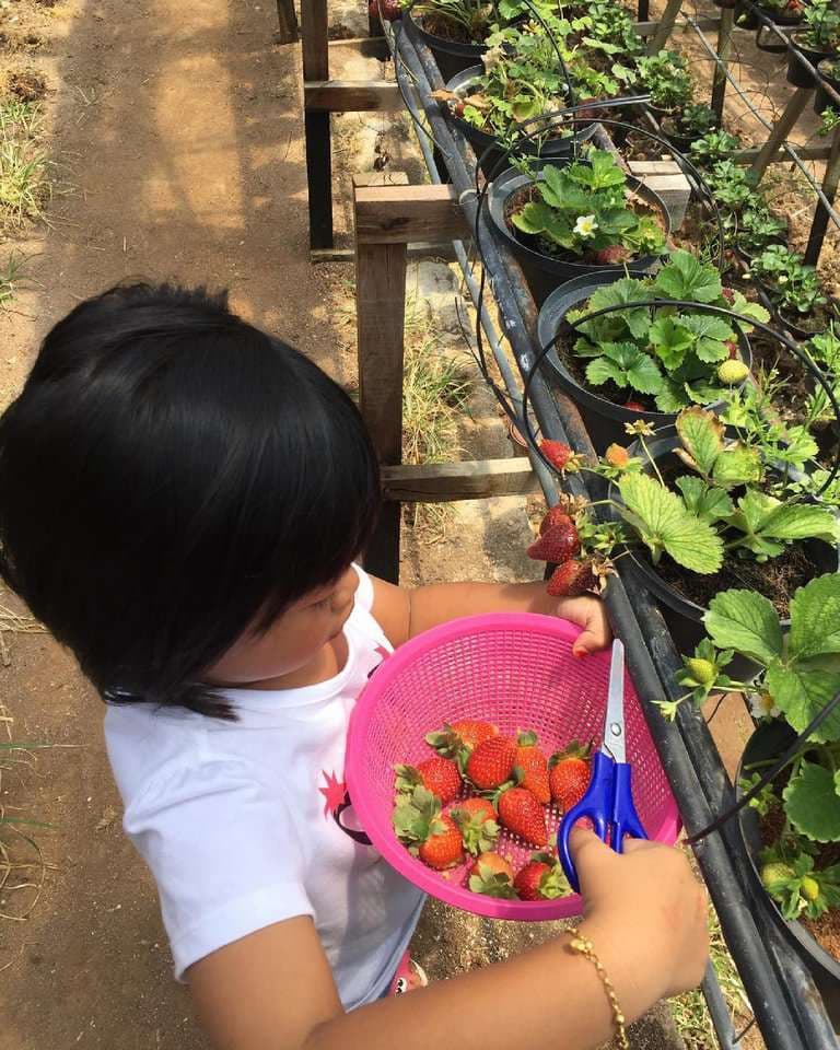 (Weekend Trip) 2D1N Cameron Highlands Itinerary - Royal Berry Strawberry Park & Cafe
